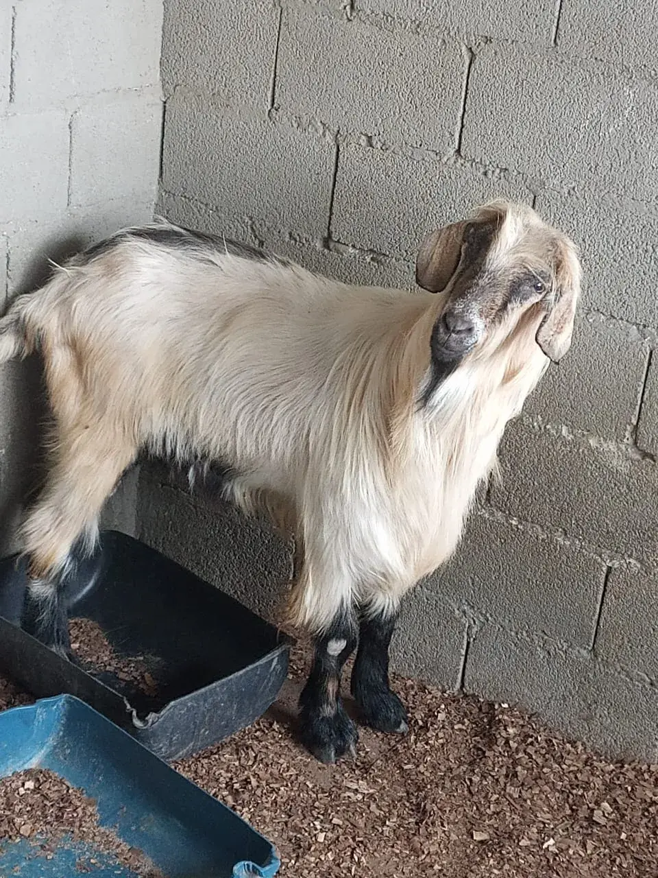 Fazendinha